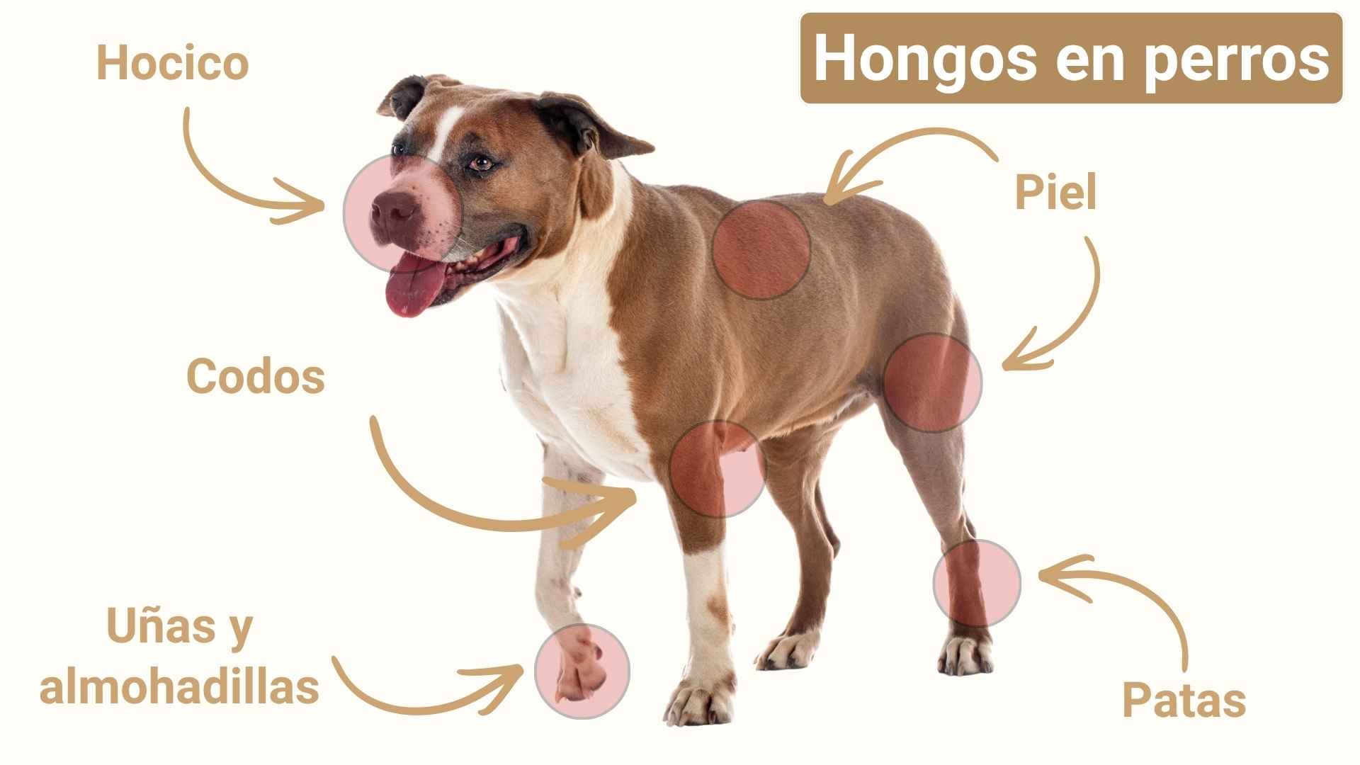 Localizaciones hongos perros